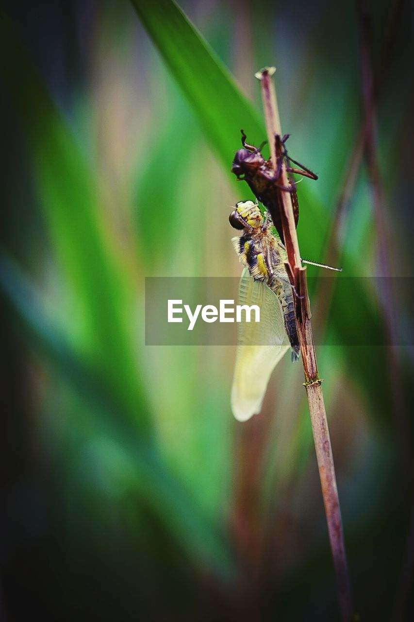 CLOSE-UP OF GRASSHOPPER ON PLANT