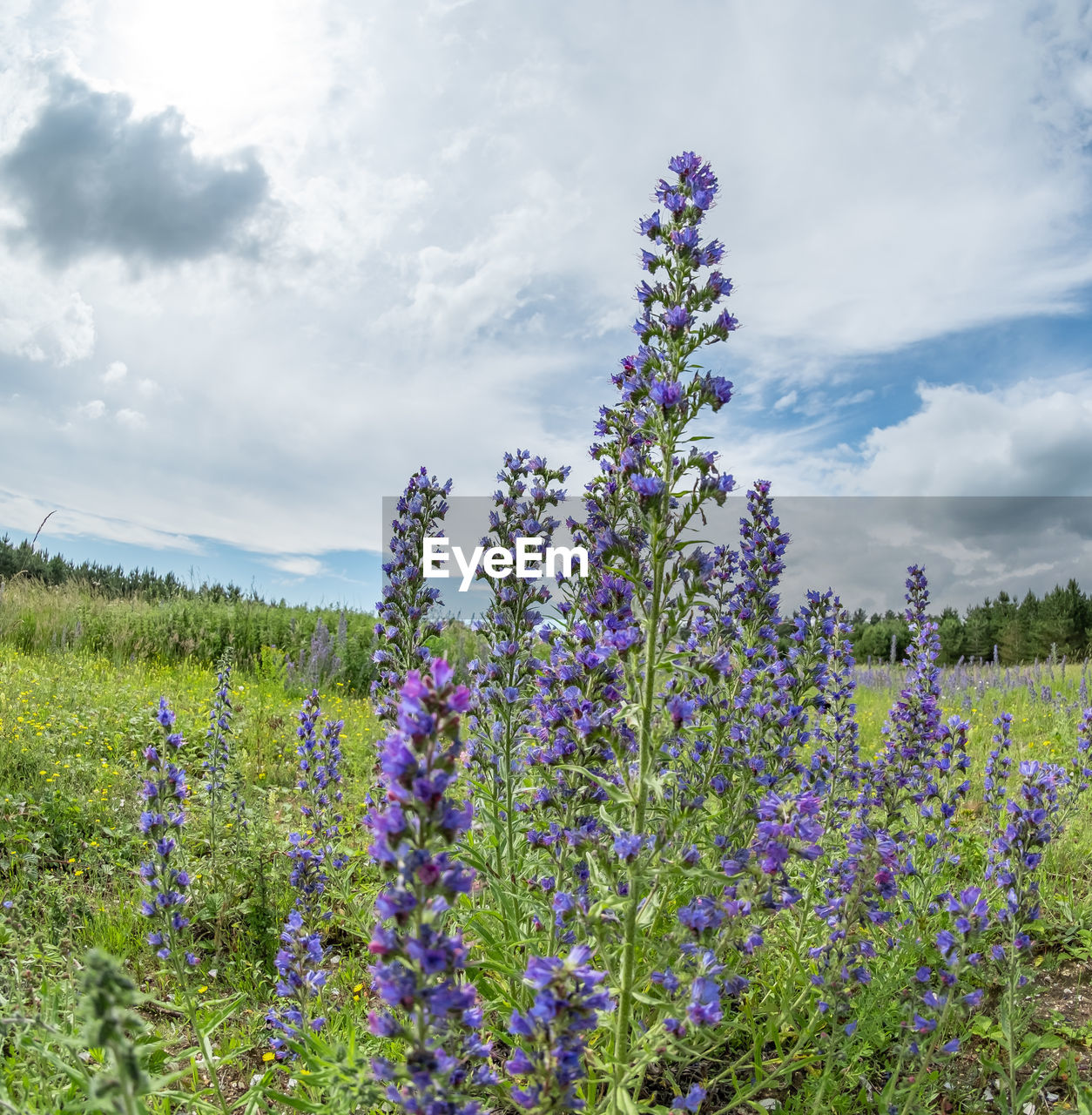 PURPLE FLOWERING PLANTS GROWING ON FIELD