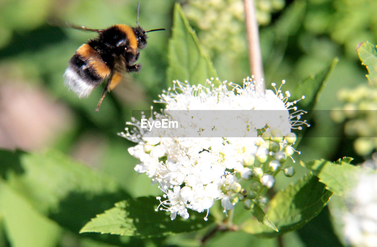 CLOSE-UP OF HONEY BEE ON FLOWER