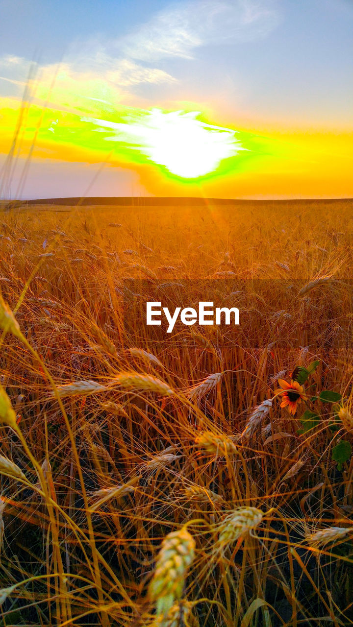 Scenic view of wheat field against sky at sunset