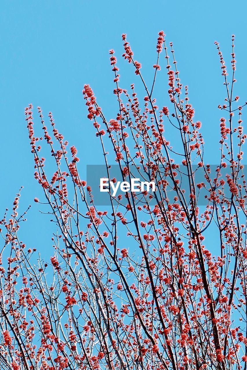 LOW ANGLE VIEW OF PINK FLOWERING PLANT AGAINST BLUE SKY