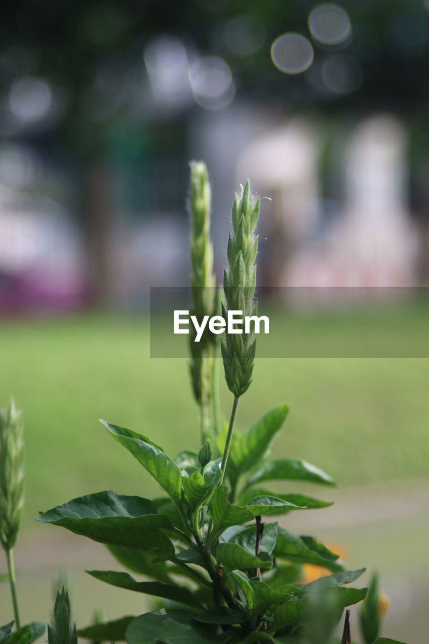 CLOSE-UP OF FRESH GREEN PLANT IN FIELD