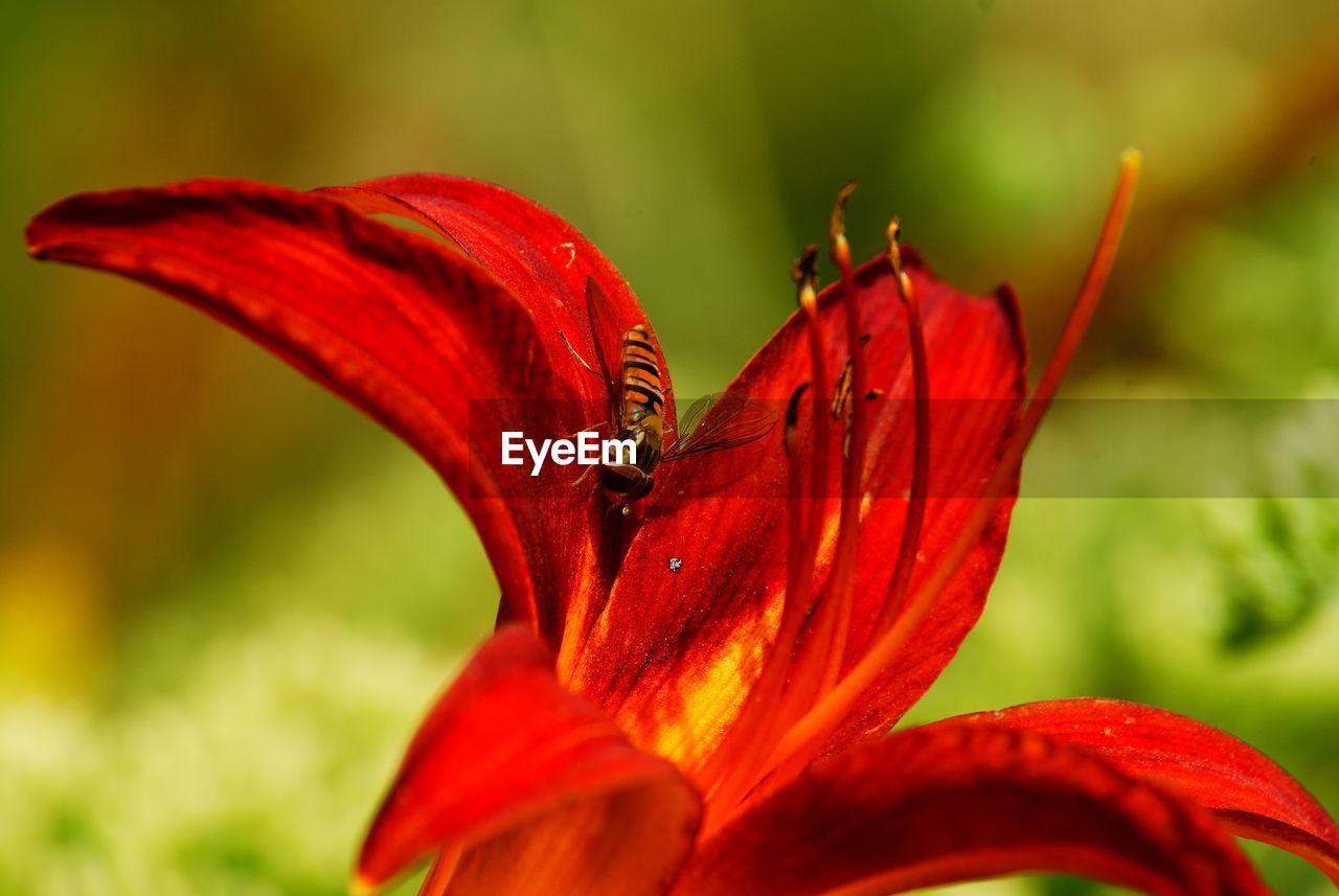 CLOSE-UP OF RED LILY WITH ORANGE ROSE