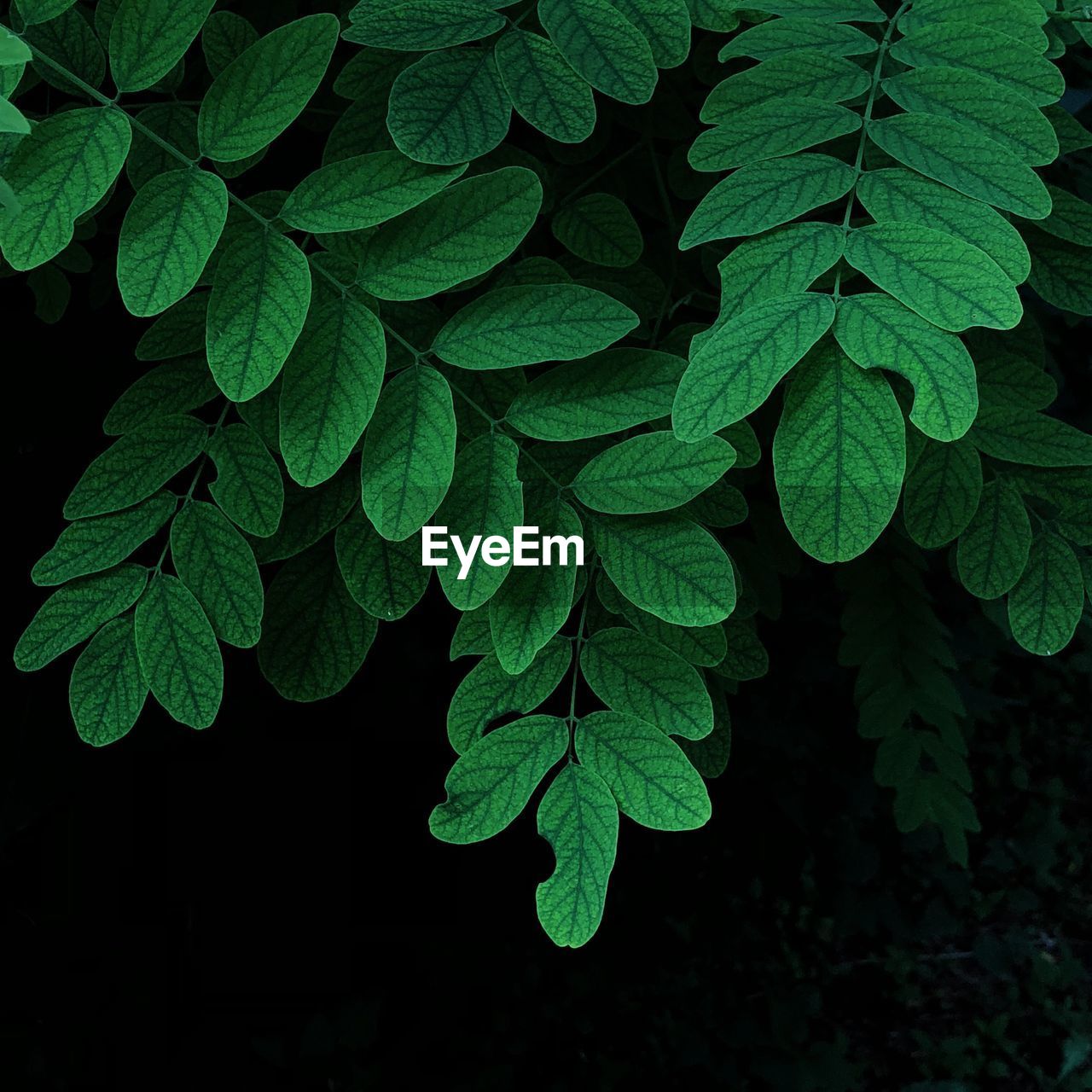 High angle view of raindrops on leaves