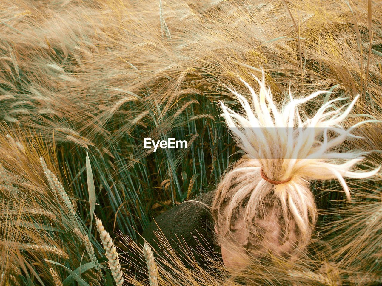 Close-up of wheat growing on field