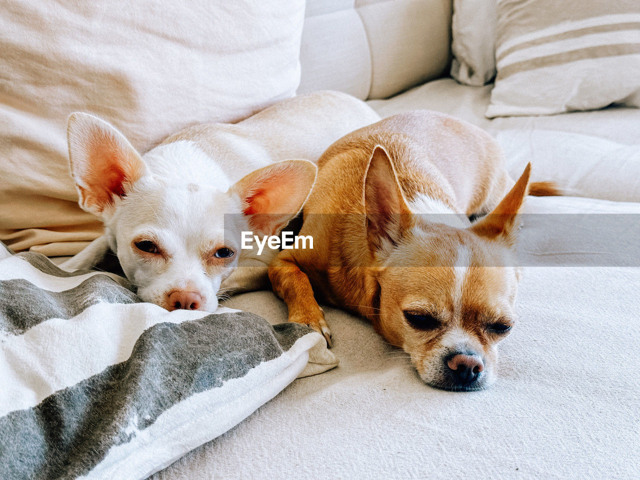 mammal, domestic animals, pet, animal themes, animal, dog, canine, one animal, chihuahua, furniture, lap dog, relaxation, indoors, no people, lying down, bed, puppy, resting, sofa, portrait, home interior, cute, young animal, blanket, high angle view