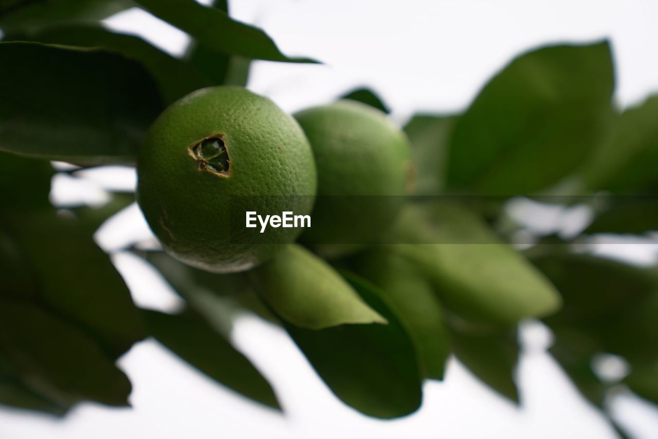 green, fruit, healthy eating, food, plant, food and drink, produce, branch, leaf, plant part, flower, citrus, tree, macro photography, close-up, freshness, no people, wellbeing, nature, focus on foreground, agriculture, fruit tree, outdoors, growth