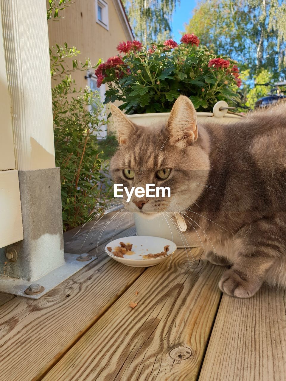 CAT RESTING ON TABLE WITH FLOWER