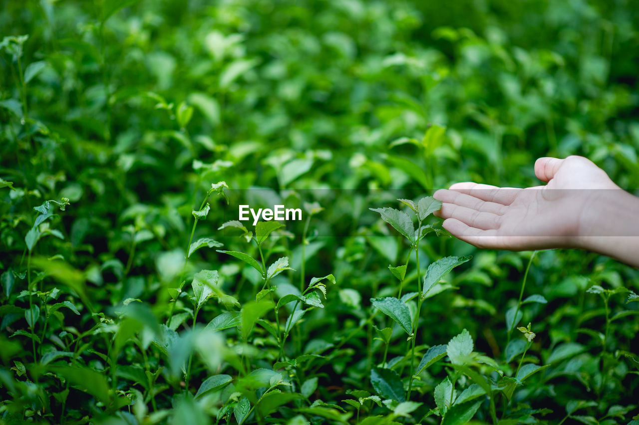 HAND HOLDING PLANT