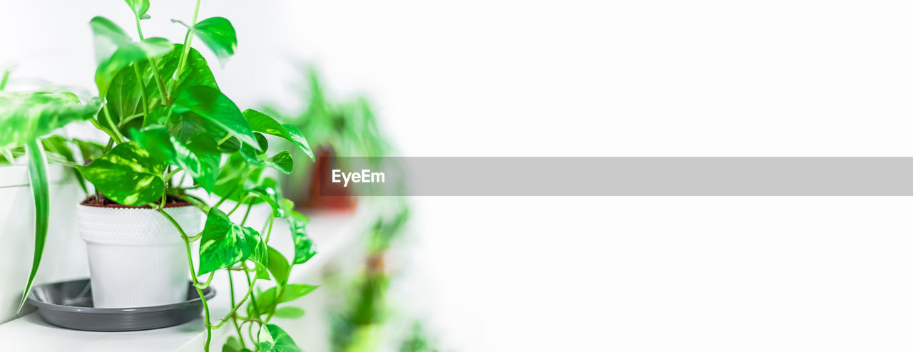 CLOSE-UP OF FRESH GREEN LEAVES AGAINST WHITE BACKGROUND