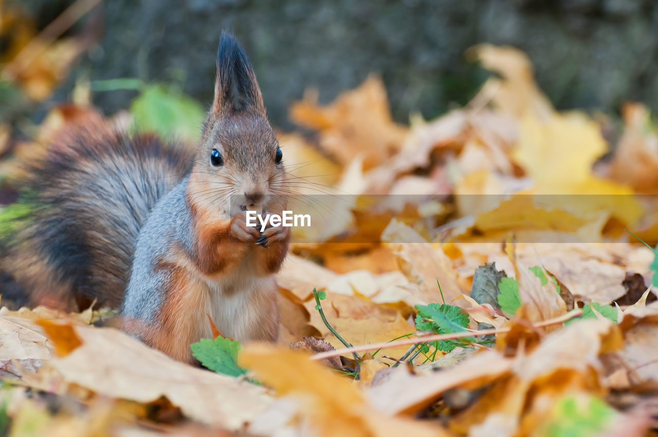SQUIRREL ON AUTUMN LEAVES
