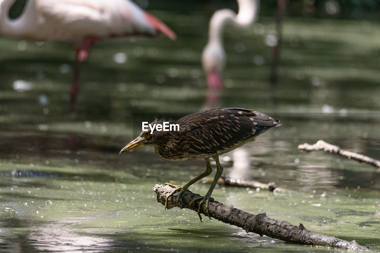 Bird perching on a lake