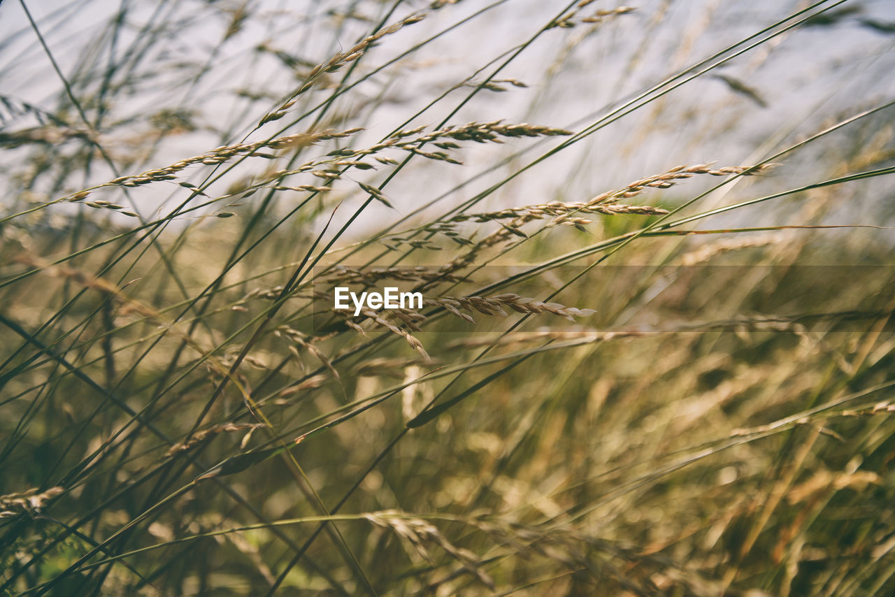 Fresh raw wheat plant background. agriculture harvest close up.