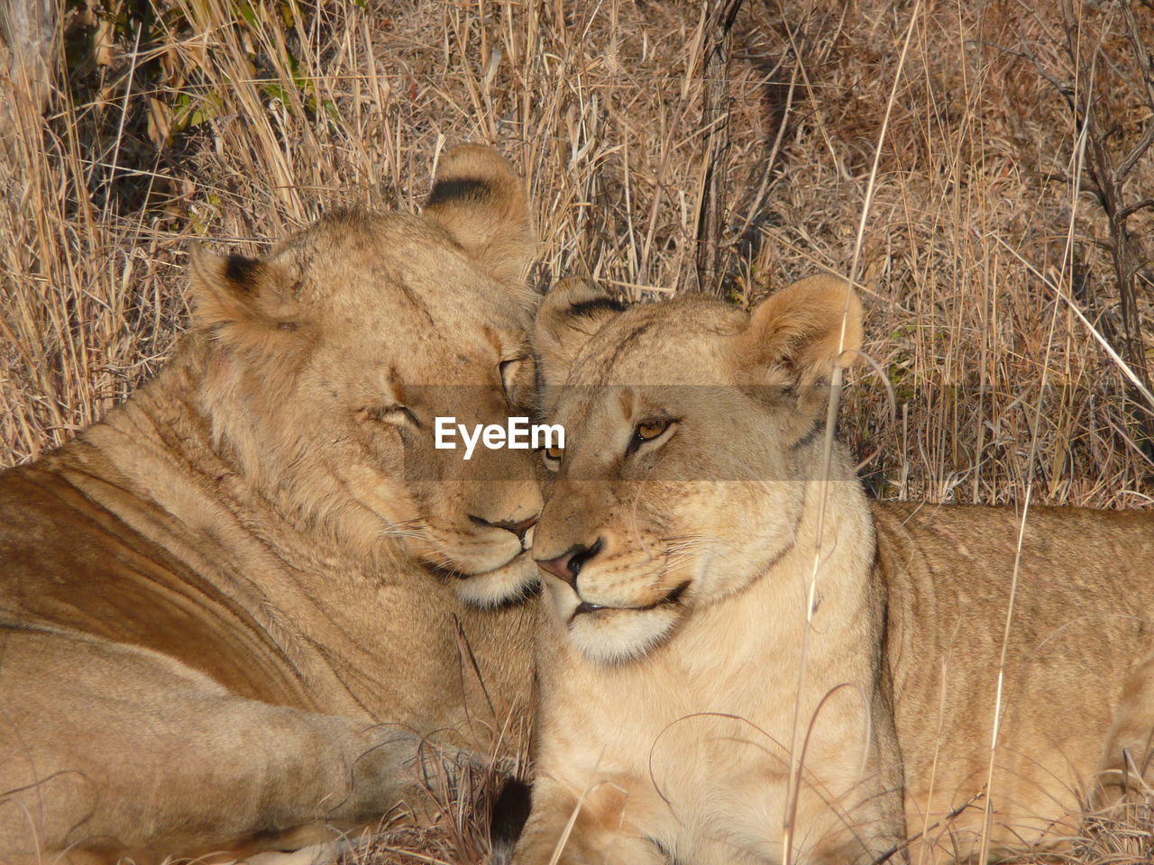 Lion and lioness caressing each other romantically. resting heads on each other.