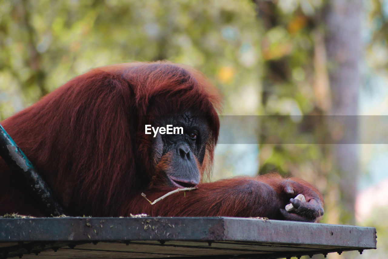 CLOSE-UP OF MONKEY SITTING ON TREE