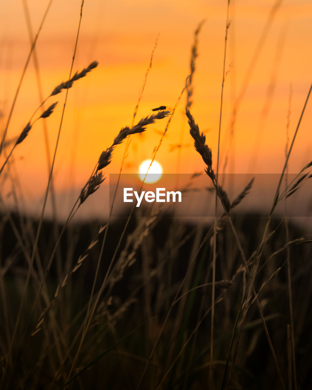 CLOSE-UP OF STALKS IN FIELD AGAINST SUNSET