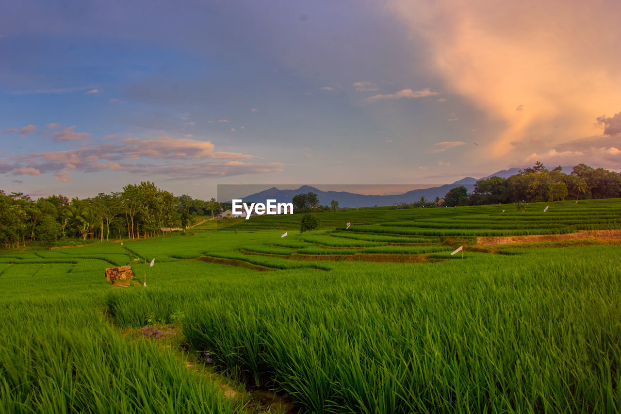 landscape, environment, field, agriculture, land, rural scene, grassland, plant, sky, scenics - nature, nature, crop, beauty in nature, farm, plain, paddy field, grass, mountain, green, cloud, rice paddy, meadow, rice, sunset, environmental conservation, social issues, cereal plant, pasture, prairie, growth, rural area, tranquility, no people, rice - food staple, travel, food and drink, tree, outdoors, food, valley, tranquil scene, twilight, dusk, architecture, occupation, water, travel destinations, non-urban scene, summer, mountain range, sun, sunlight, building, idyllic, multi colored, barley, flower, horizon
