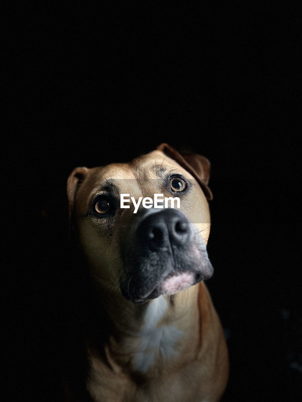 one animal, animal themes, animal, dog, canine, pet, mammal, domestic animals, black background, portrait, close-up, looking at camera, animal body part, studio shot, indoors, animal head, no people, puppy, looking, copy space, looking up