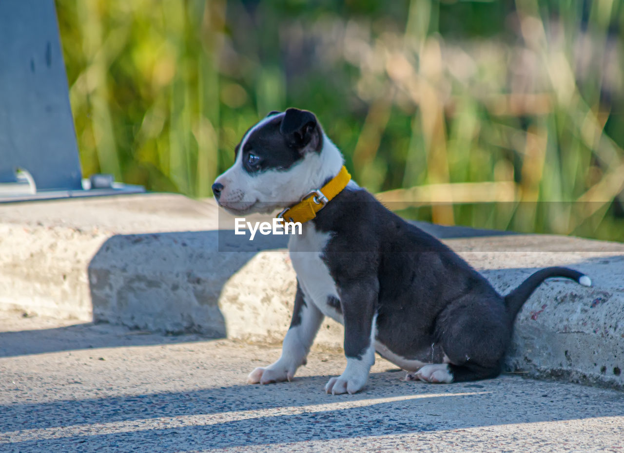 close-up of dogs