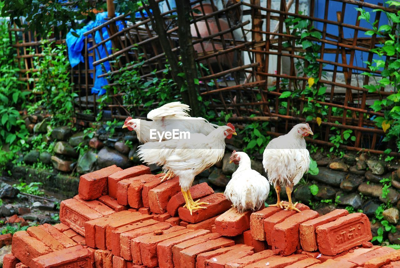 Hens on brick stack