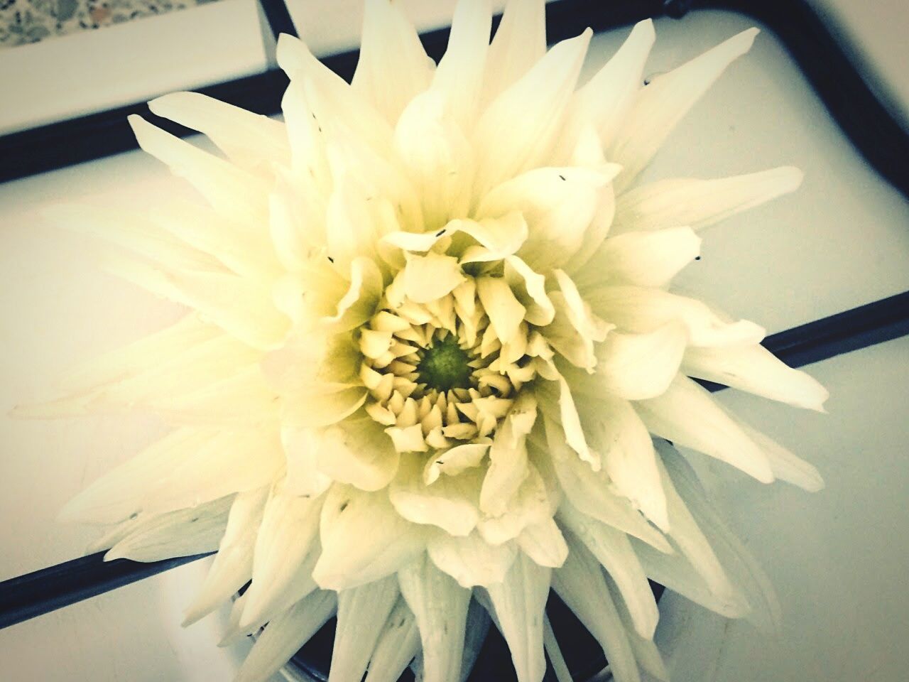 Close-up of white flowers