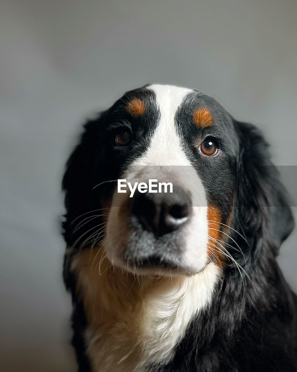 one animal, pet, animal themes, animal, dog, canine, domestic animals, mammal, portrait, looking at camera, animal body part, black, carnivore, no people, animal head, studio shot, close-up, indoors, border collie, front view, looking, purebred dog