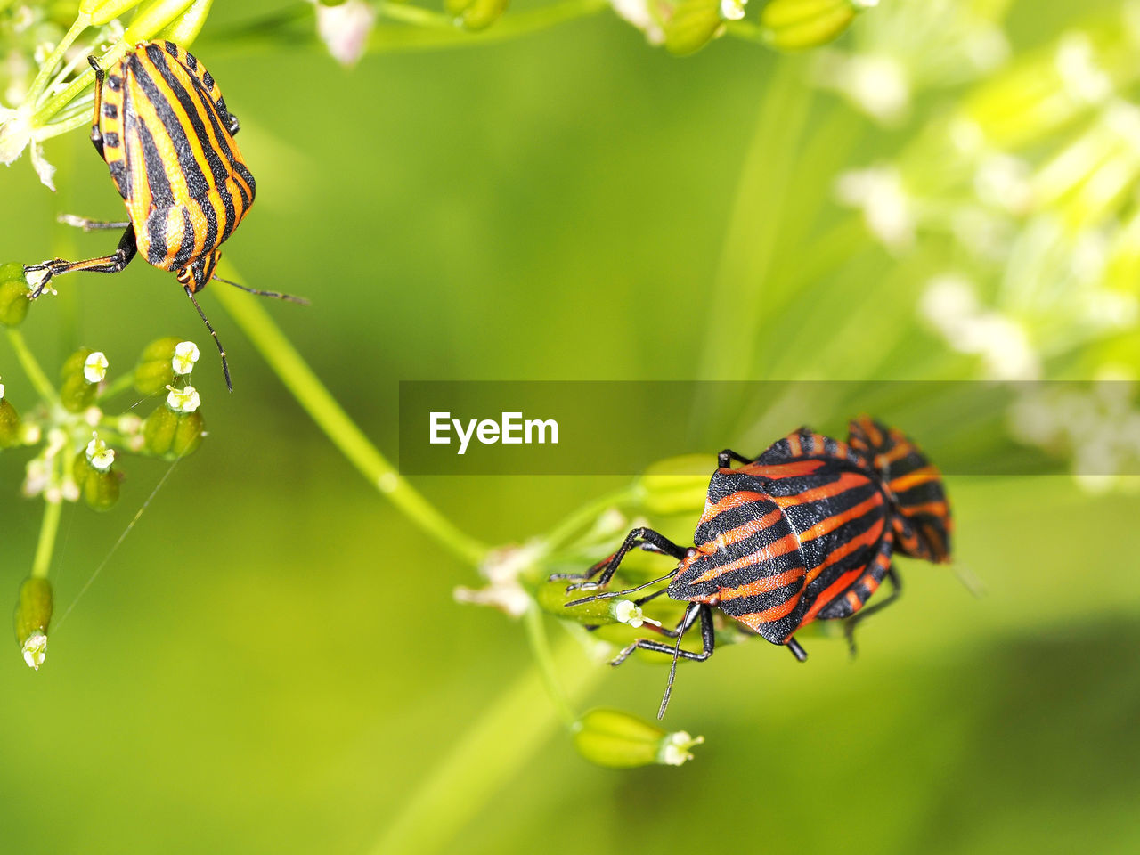 High angle view of bugs on plants