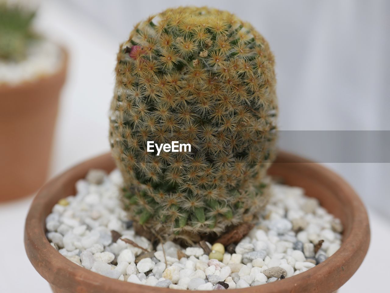 Close-up of succulent plant on table