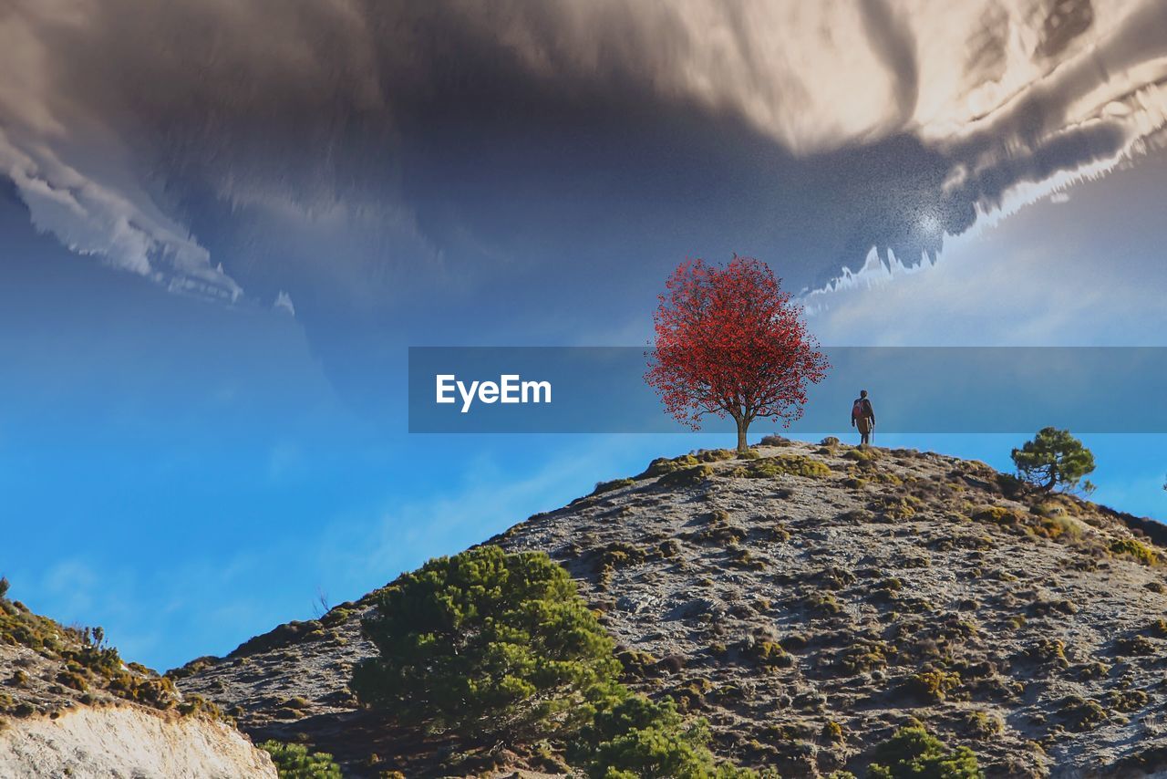 LOW ANGLE VIEW OF CACTUS AND TREE AGAINST SKY