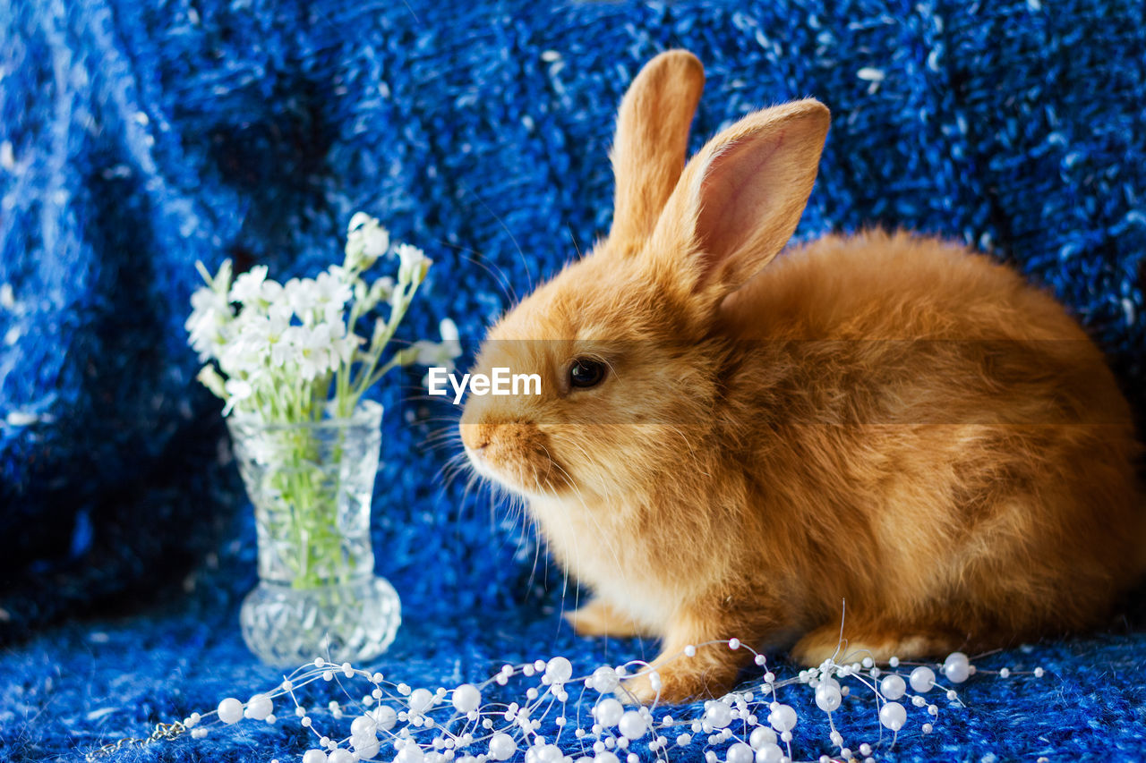 Cute fluffy ginger rabbit on a blue background with a bouquet of flowers