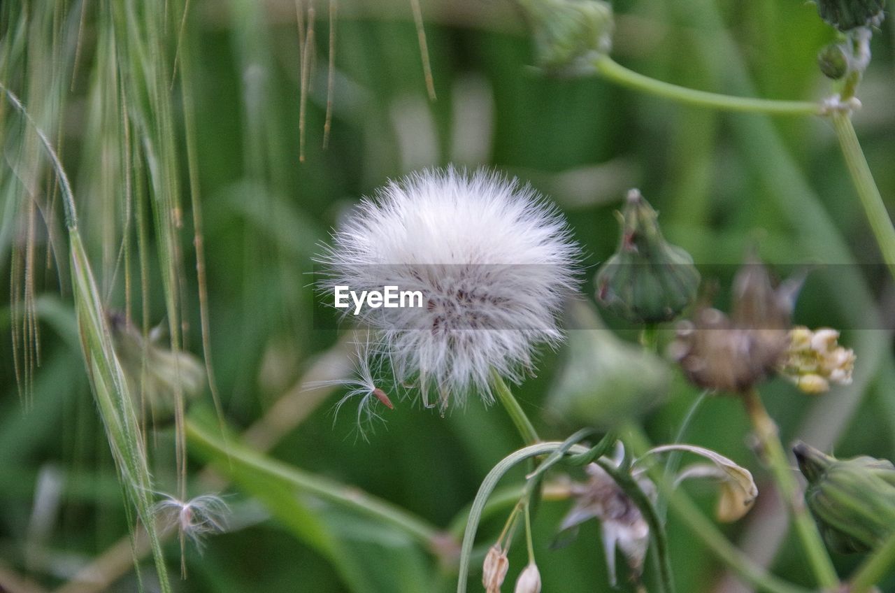 Close up of a dandelion with buds