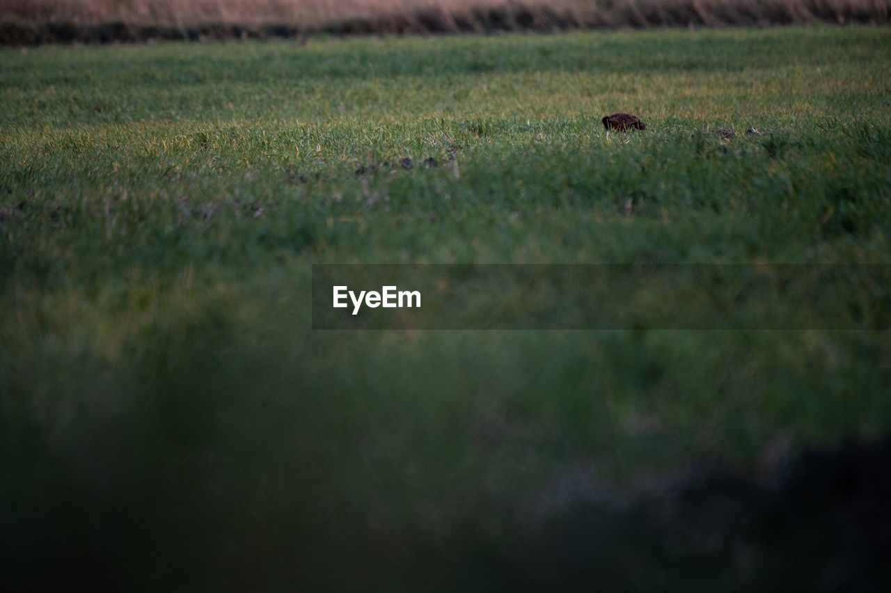 grass, plant, animal, animal themes, green, nature, natural environment, field, one animal, wildlife, no people, animal wildlife, land, selective focus, mammal, grassland, landscape, morning, environment, prairie, sunlight, domestic animals, agriculture, beauty in nature, outdoors, day, flower, tranquility, leaf, growth, bird, tranquil scene