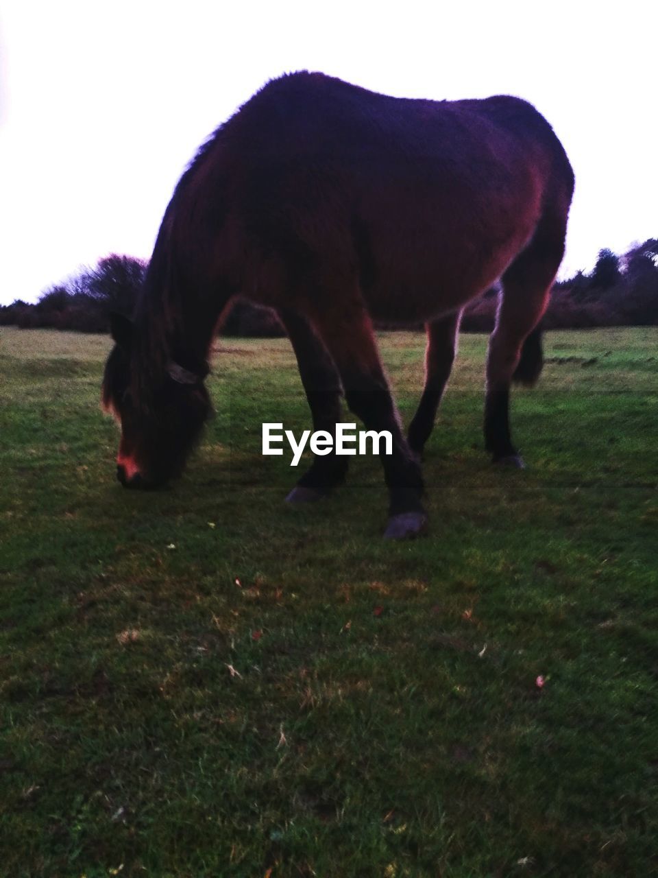 HORSE GRAZING ON GRASSY FIELD