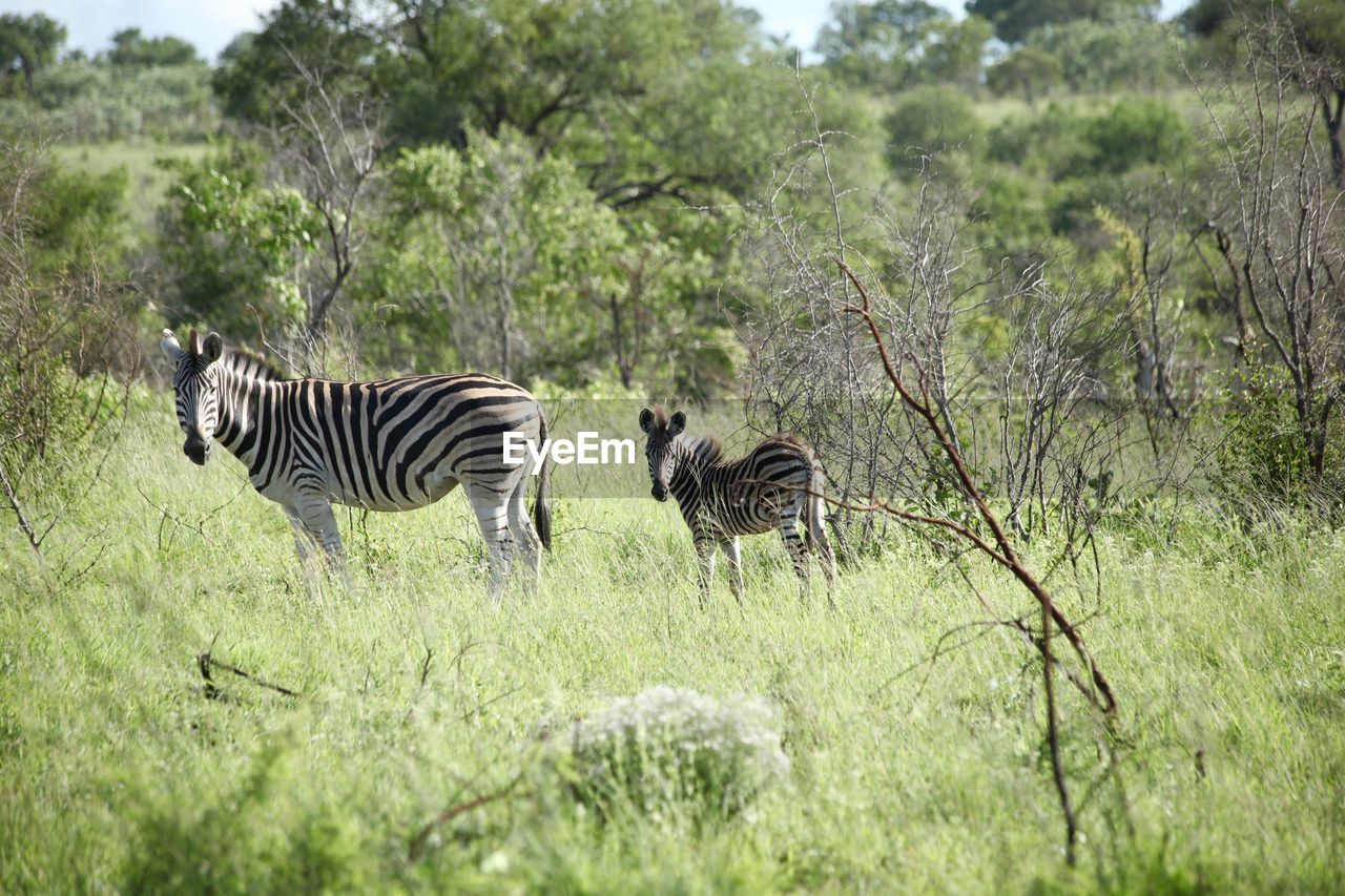 Zebras standing on grassy field