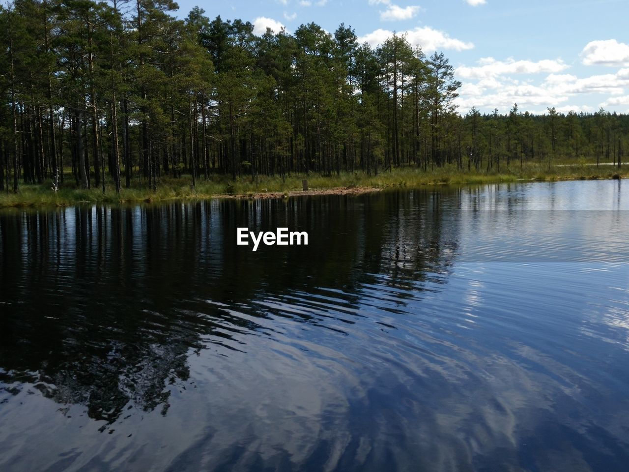 SCENIC VIEW OF LAKE IN FOREST