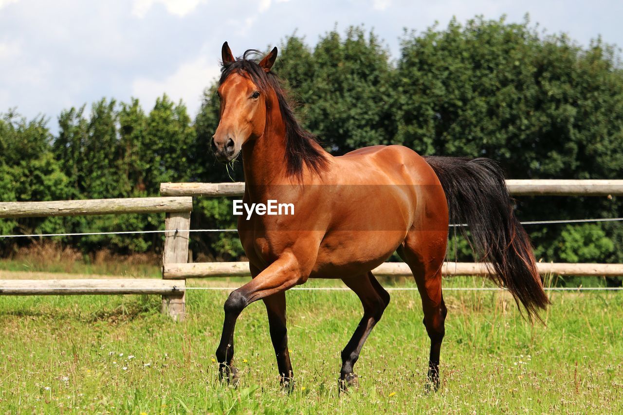 HORSE STANDING ON FIELD