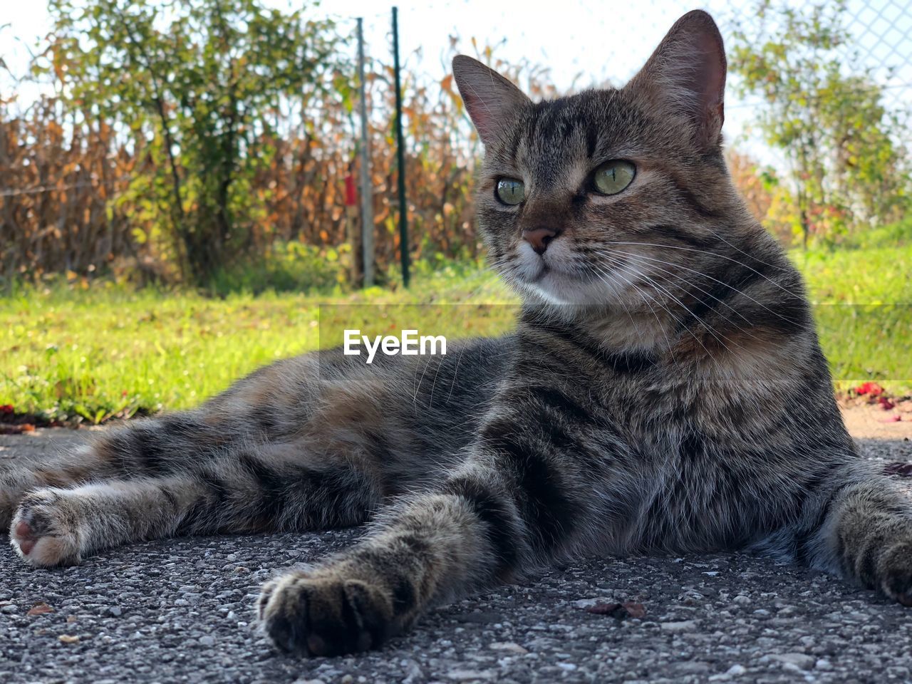 PORTRAIT OF A CAT SITTING