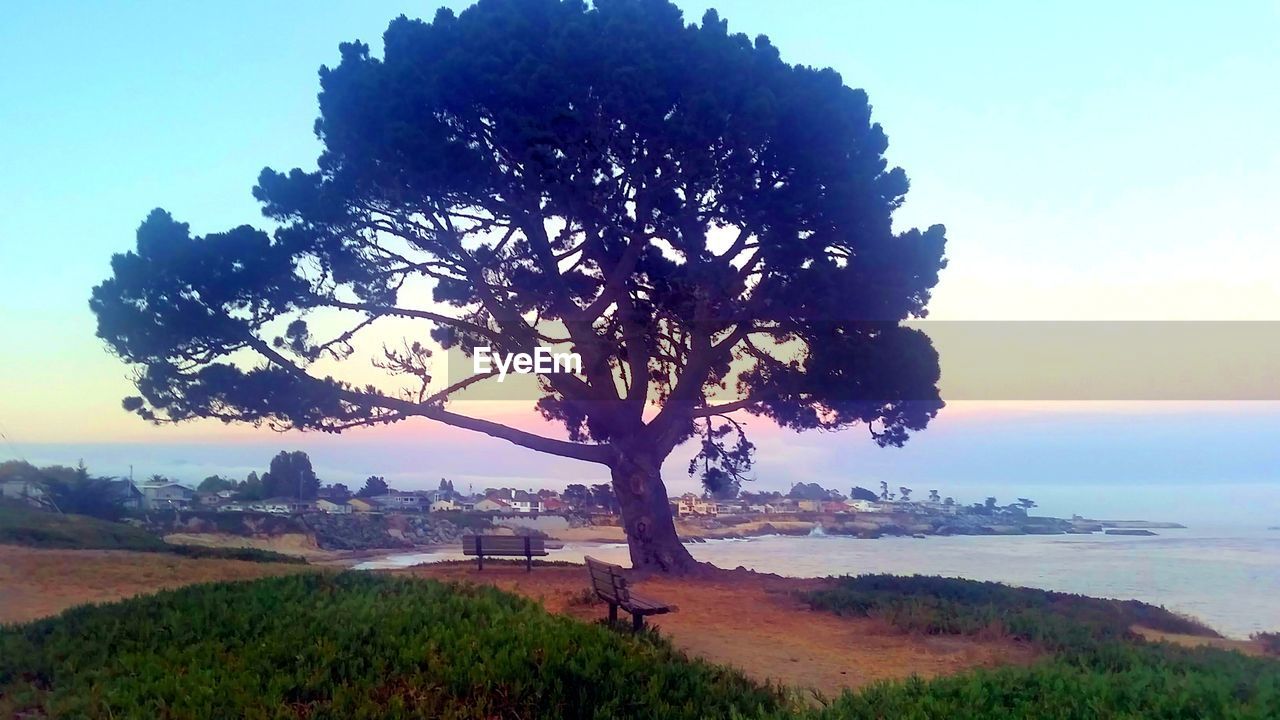 TREE BY SEA AGAINST SKY