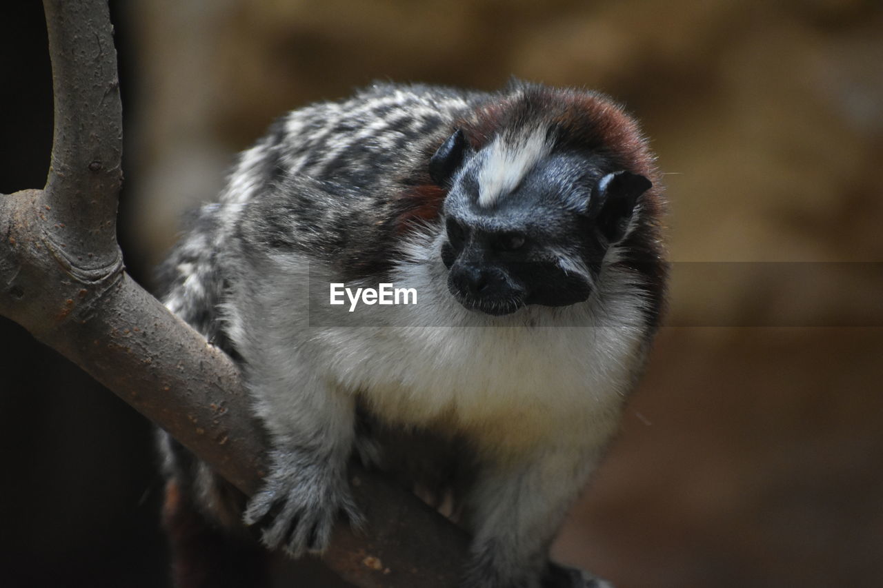 Close-up of a monkey