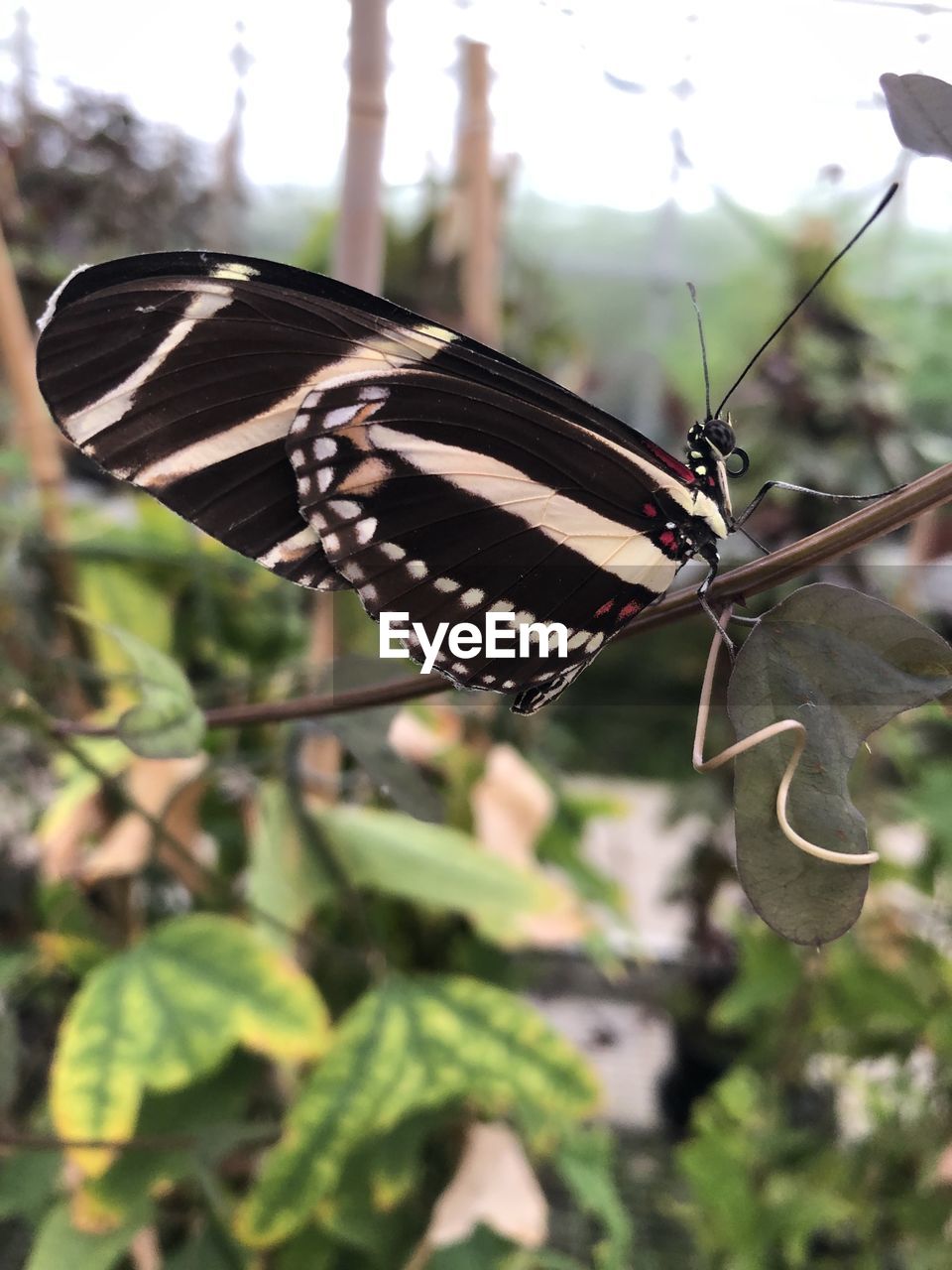 BUTTERFLY ON A LEAF