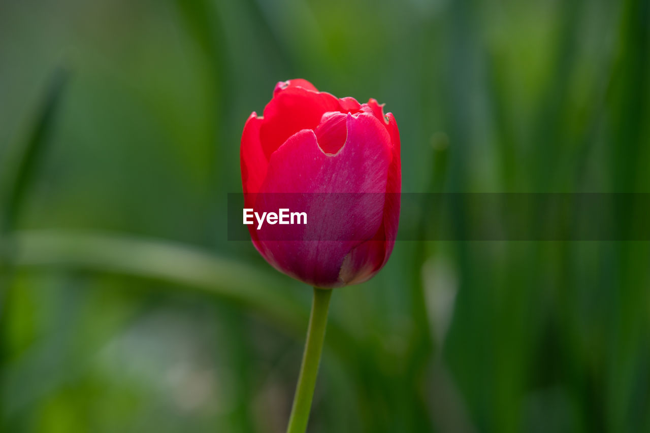 CLOSE-UP OF RED TULIP FLOWER