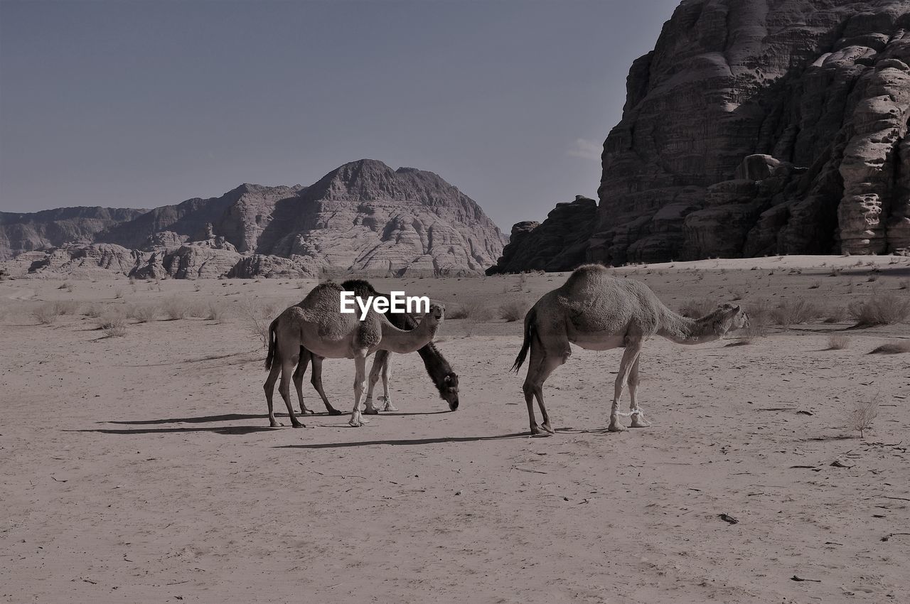 Camels in a desert