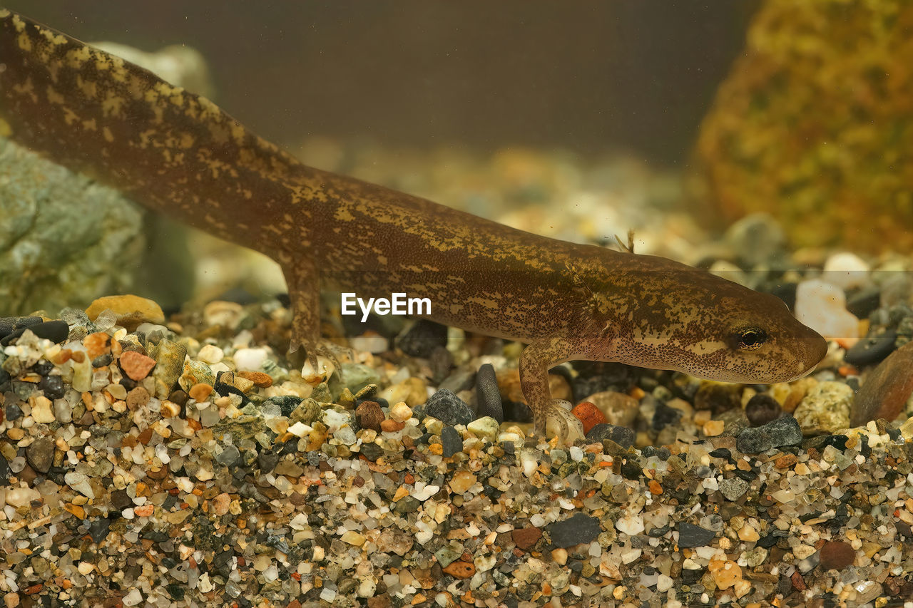 Detailed closeup of a  territorial larvae of the coastal giant salamander, dicamptodon tenebrosus