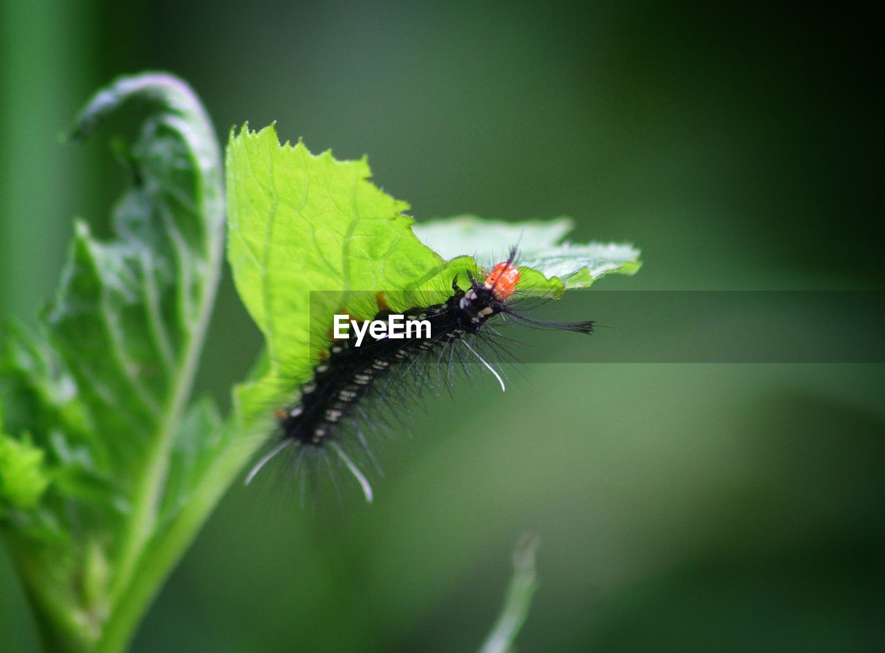 Close-up of insect on leaf