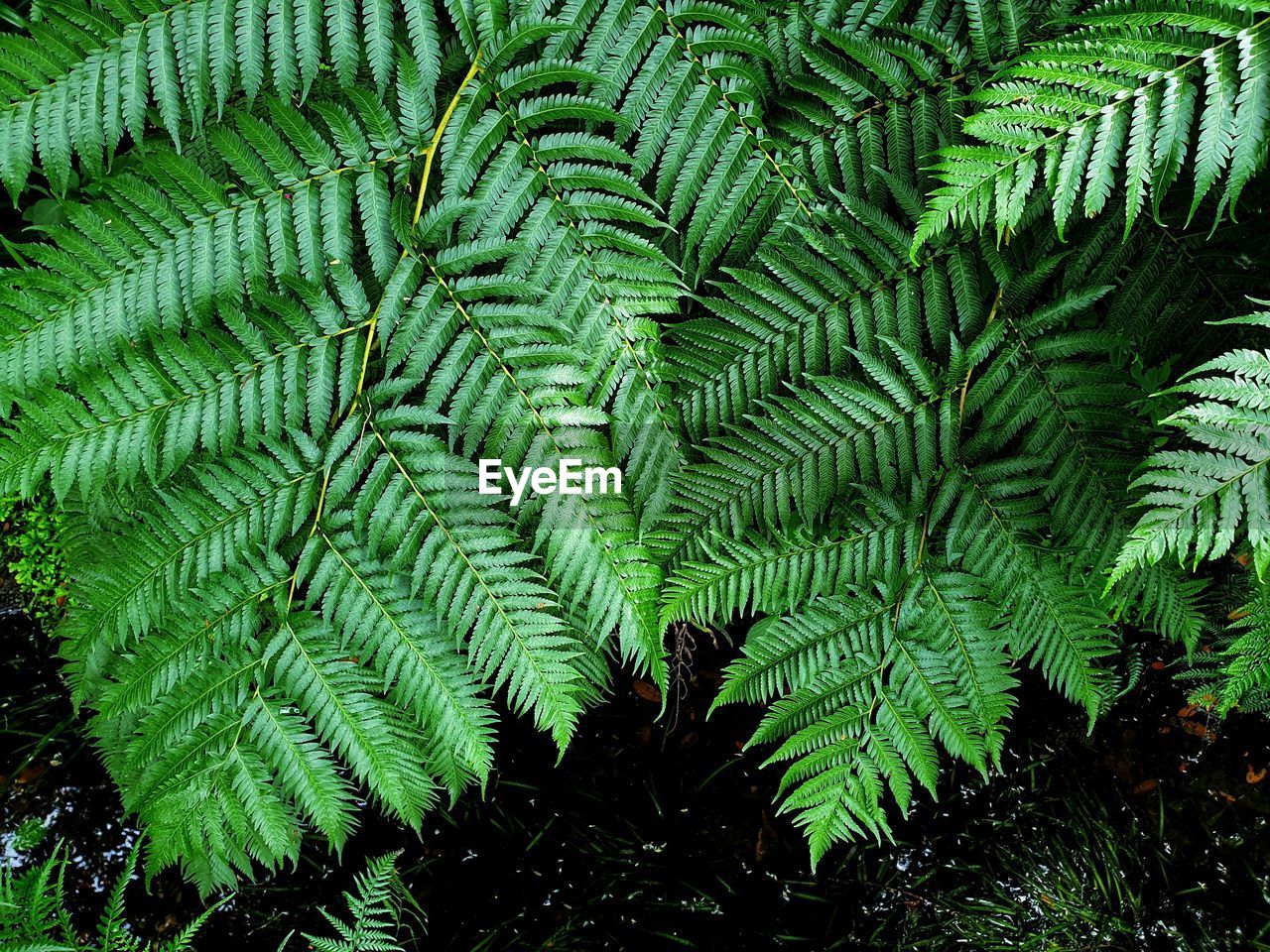 HIGH ANGLE VIEW OF FERN TREE