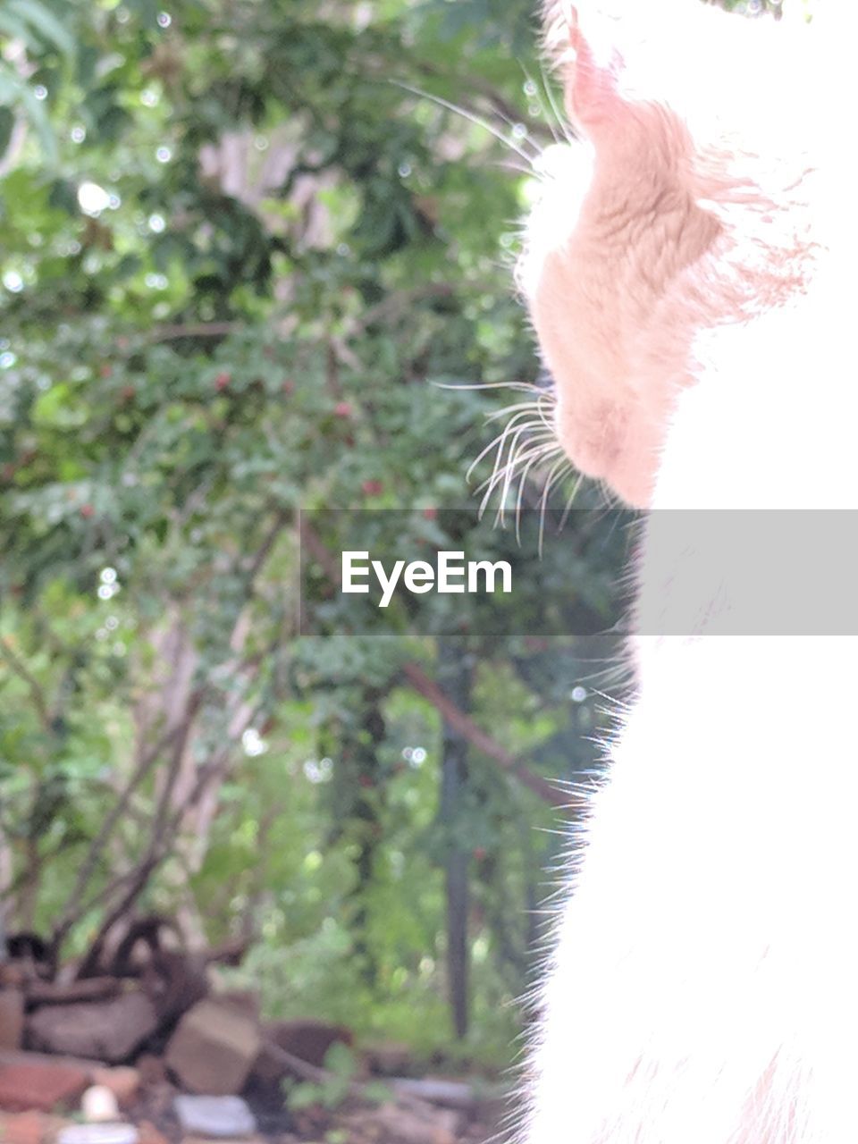 CLOSE-UP OF CAT AGAINST TREE