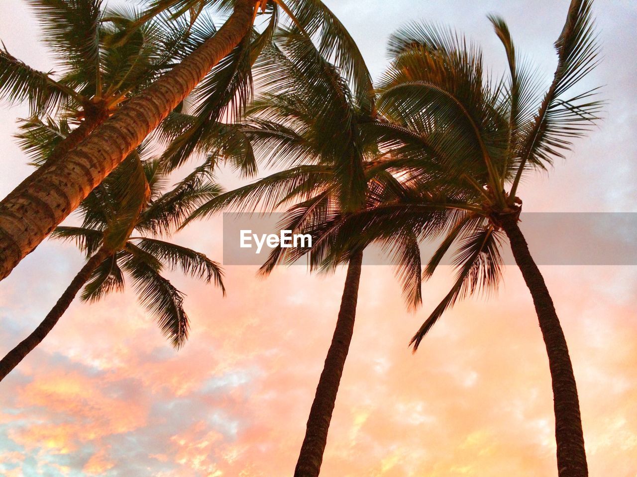 Low angle view of palm trees growing against sky during sunset