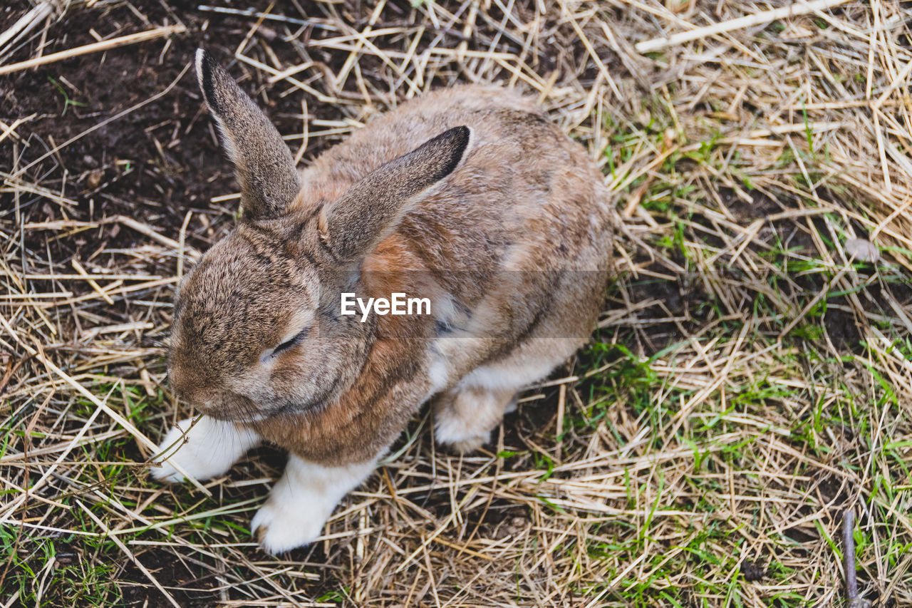 High angle view of little sleepy rabbit on field