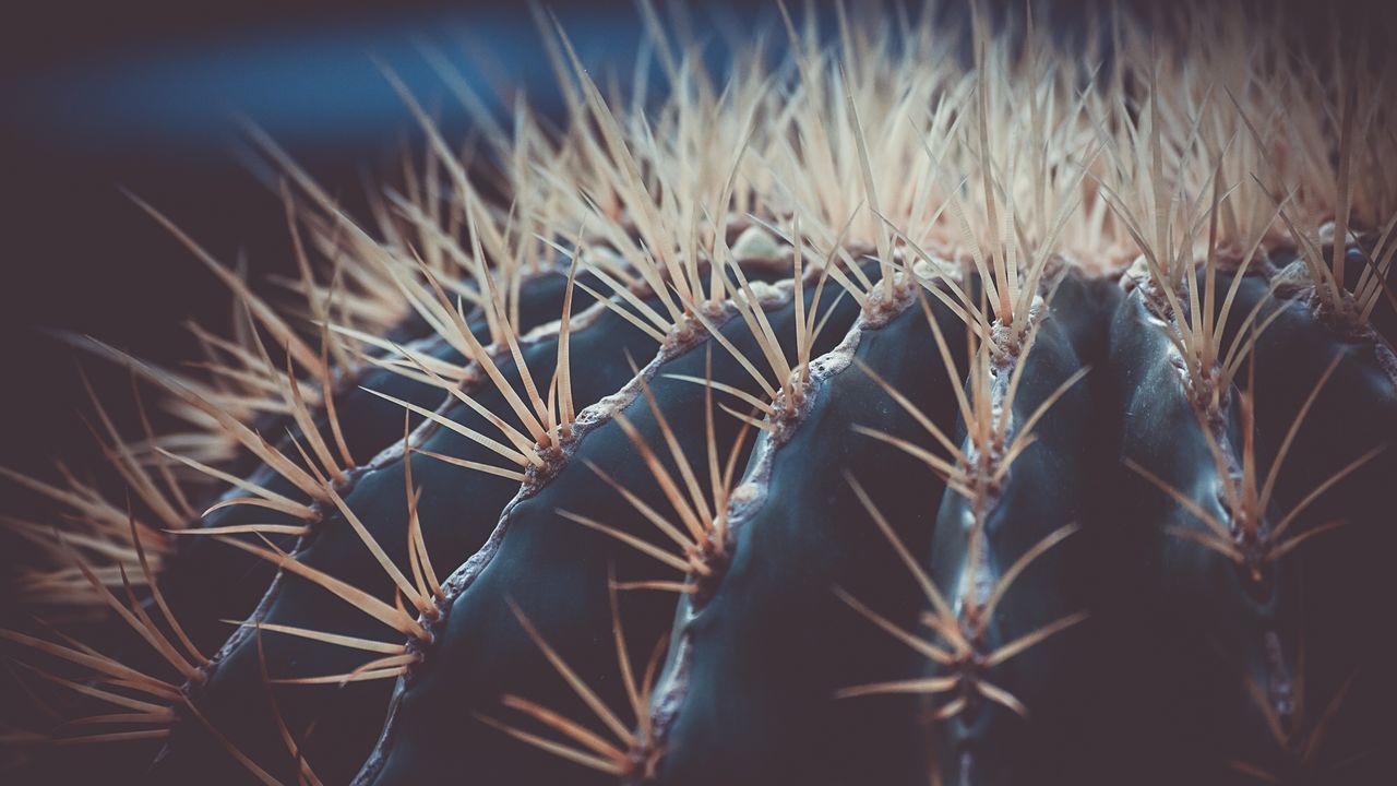 CLOSE-UP OF CACTUS GROWING ON FIELD
