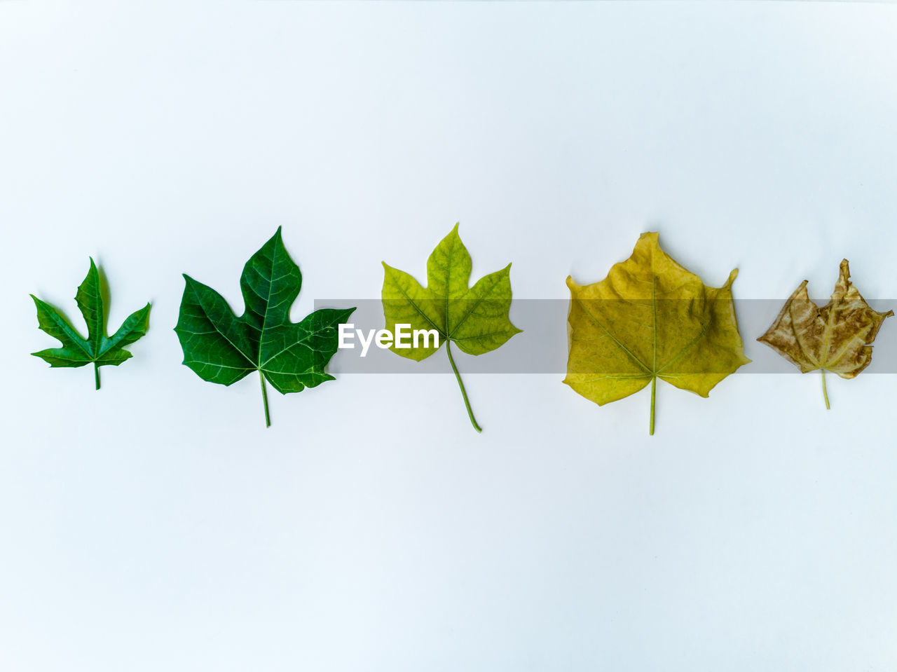 DIRECTLY ABOVE SHOT OF LEAVES ON WHITE BACKGROUND